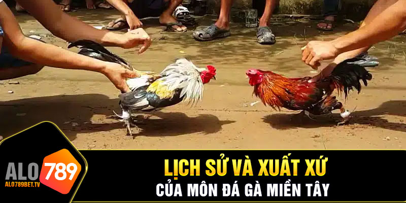 Đá gà miền tây đã là một văn hóa lâu đời của người dân Việt Nam