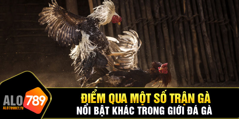 Những trận đá gà tiền tỷ nổi bật giới đá gà Việt Nam