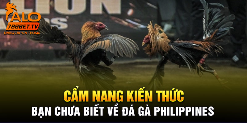 Cẩm nang kiến thức bạn chưa biết về Đá gà Philippines 