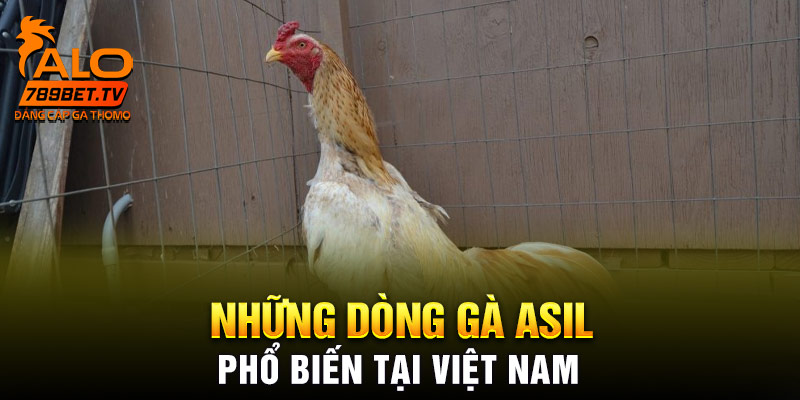 Những dòng gà Asil phổ biến tại Việt Nam
